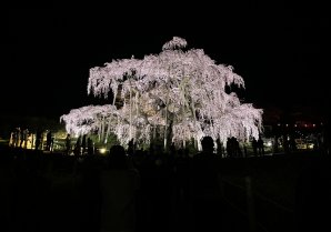 東北自動車販売です。滝桜に行ってきましためちゃ綺麗でしたよ今年で100周年ですって！綺麗な100周年記念の桜を🌸みに行ってはいかがですか?...